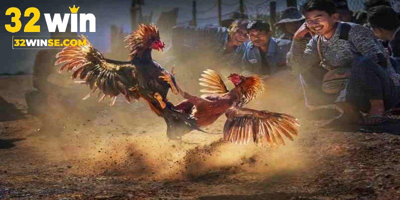 Một vài thông tin tổng quan về luật đá gà miền Bắc