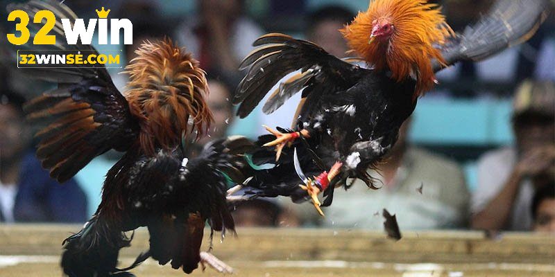 Kinh nghiệm áp dụng thuật ngữ vào cá cược đá gà