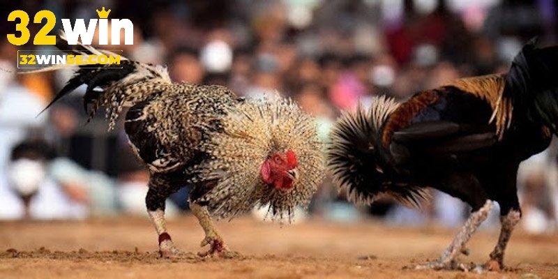 Trực Tiếp Đá Gà Thomo